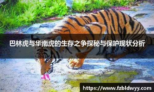 球速体育官方网站